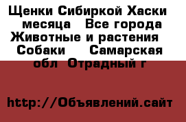 Щенки Сибиркой Хаски 2 месяца - Все города Животные и растения » Собаки   . Самарская обл.,Отрадный г.